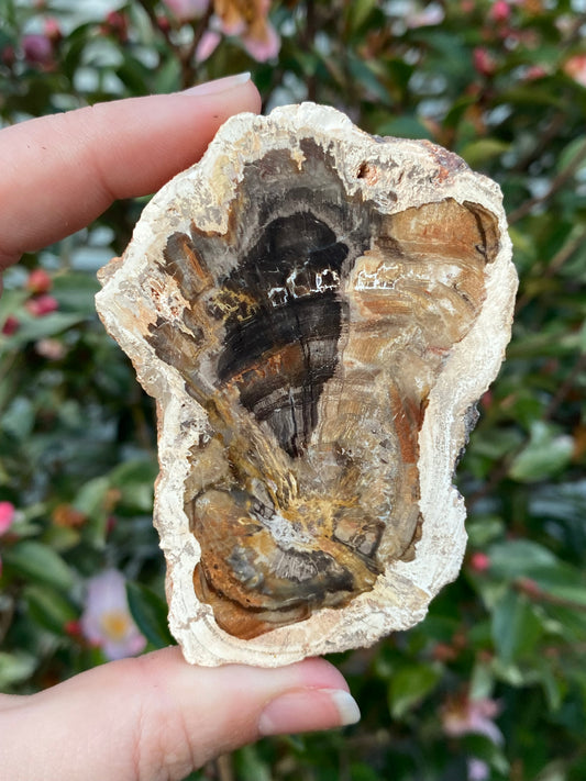 Petrified Wood Slab - 108g