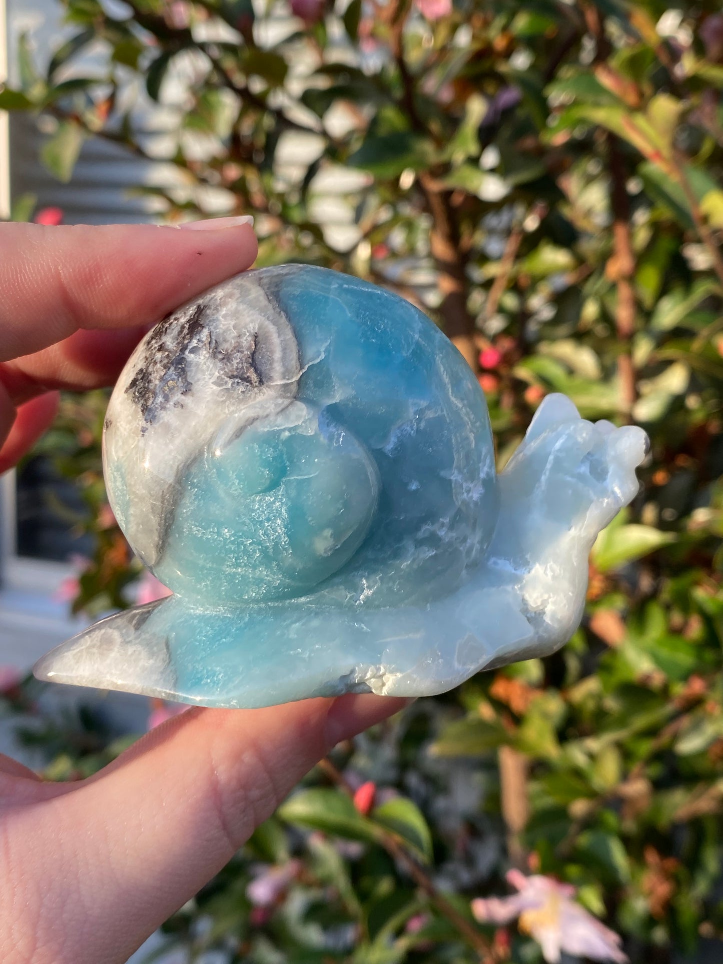 Caribbean Calcite Snail