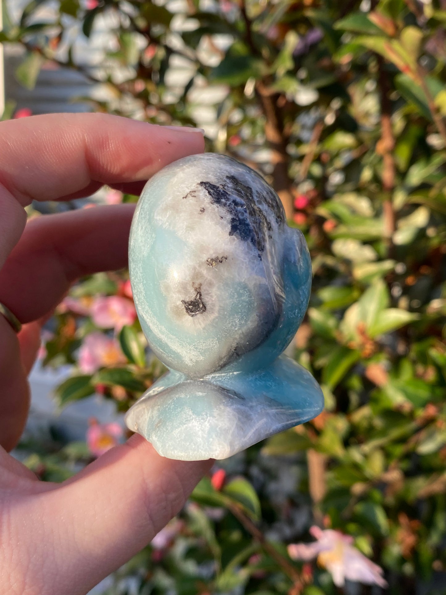 Caribbean Calcite Snail