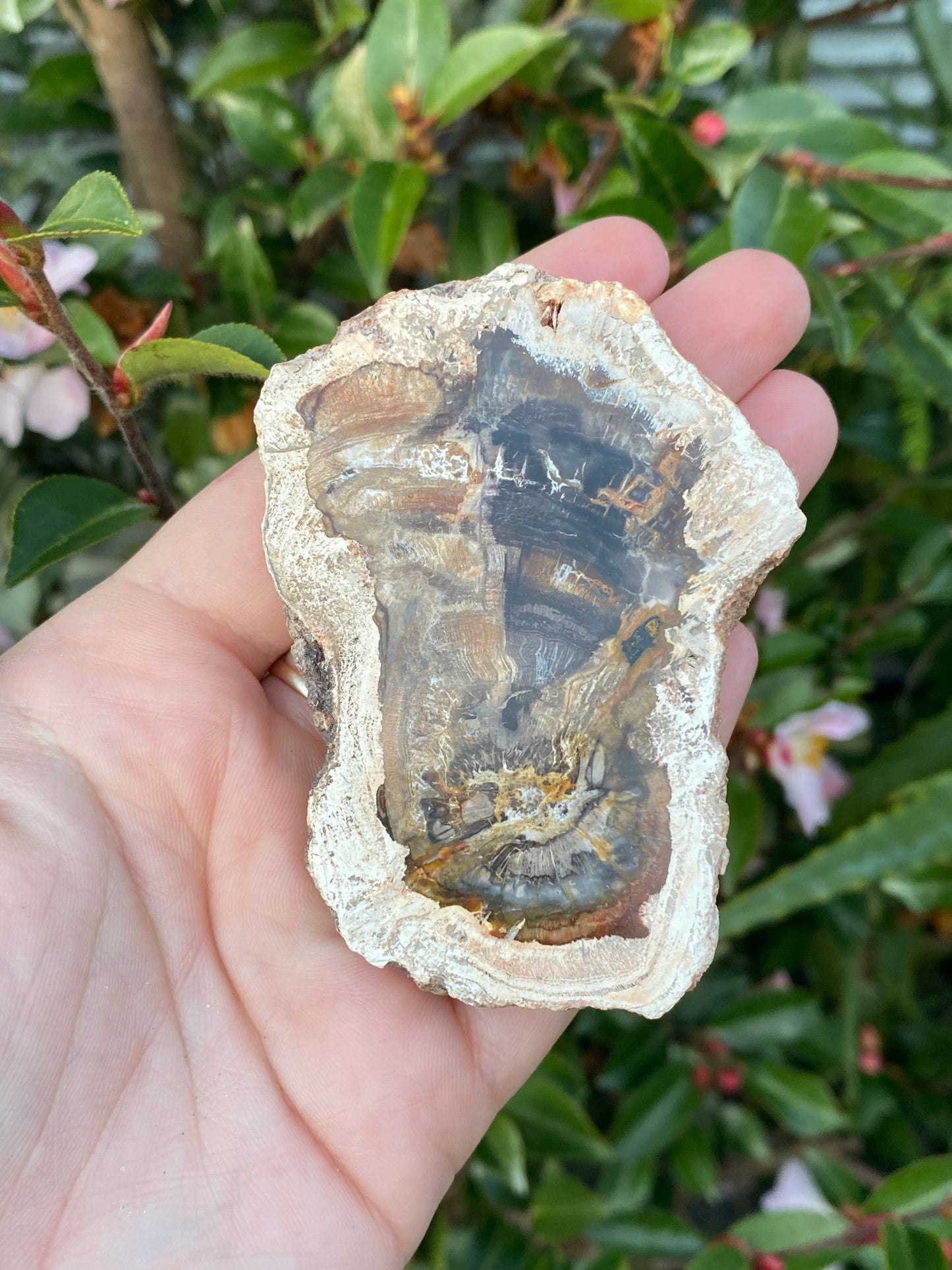 Petrified Wood Slab - 108g