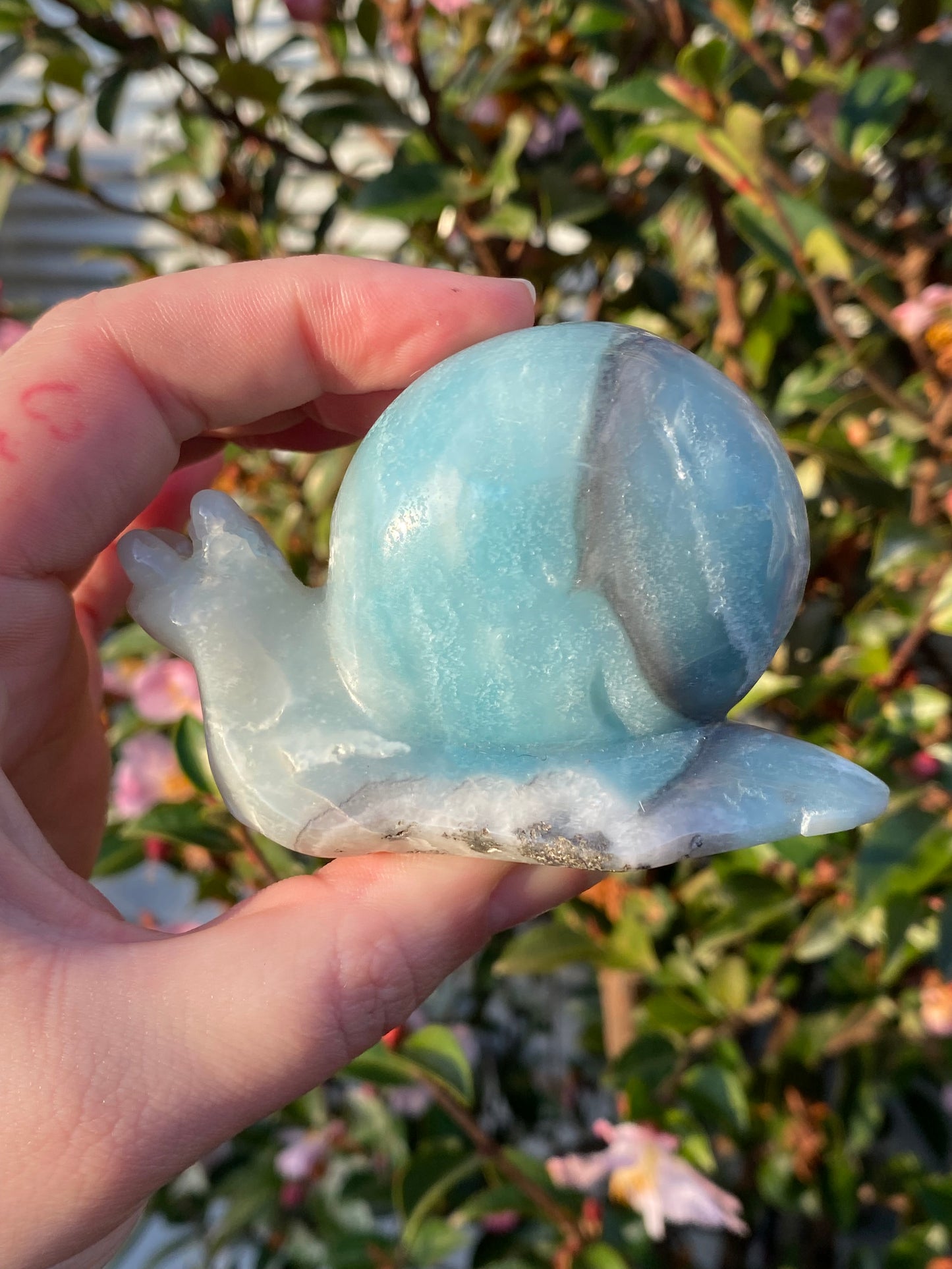 Caribbean Calcite Snail