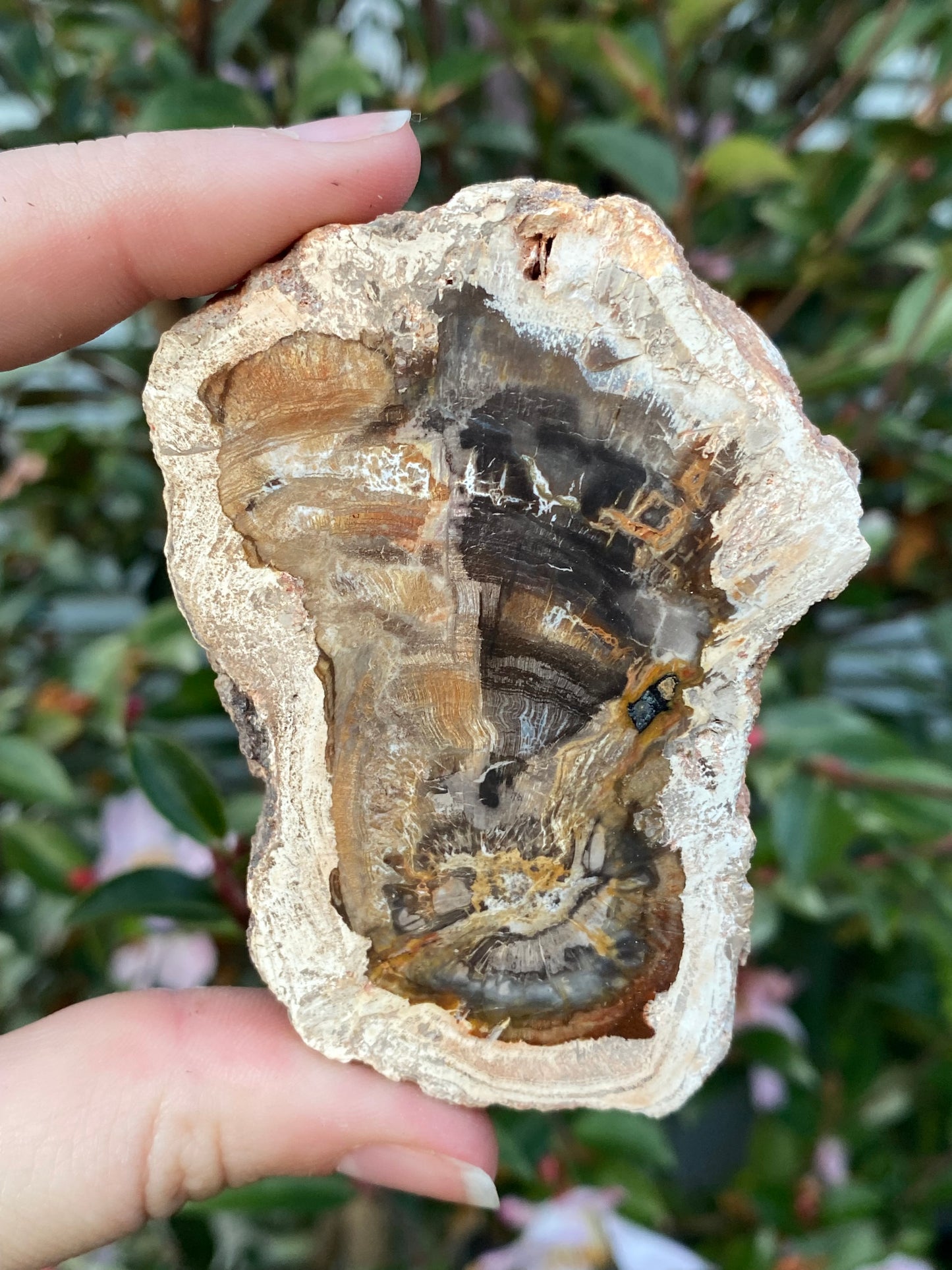 Petrified Wood Slab - 108g