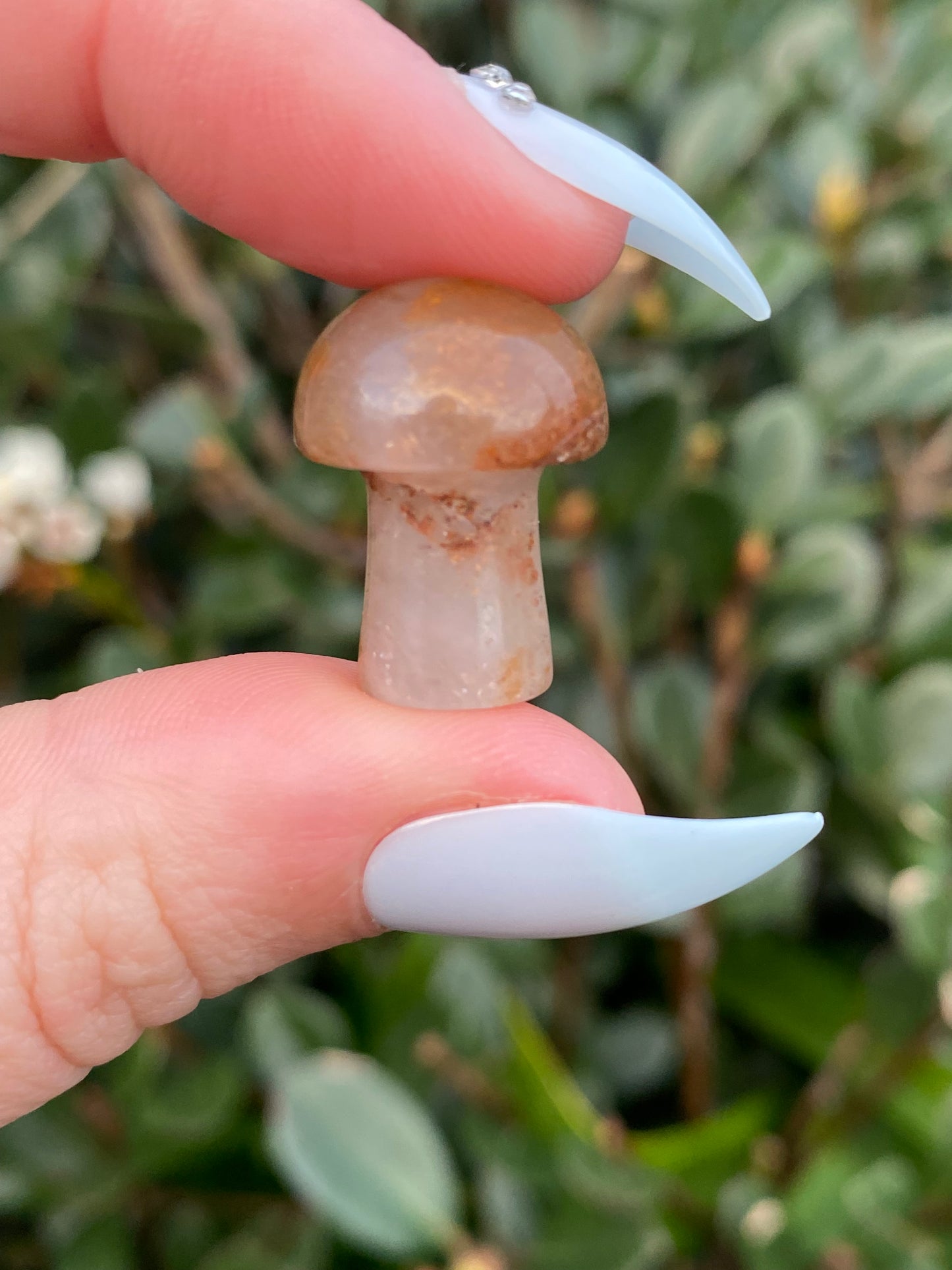 Mini Mushrooms - Each